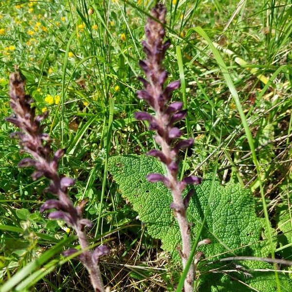 Orobanche lavandulacea Blodyn