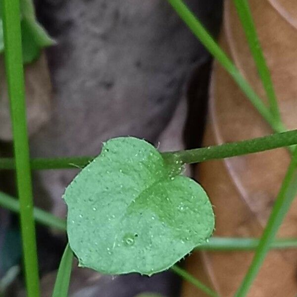 Arabidopsis halleri Folha