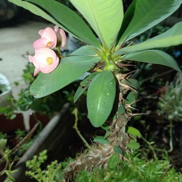 Euphorbia milii ഇല