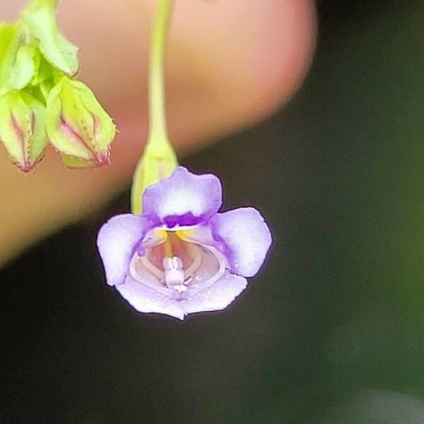 Torenia crustacea Kvet