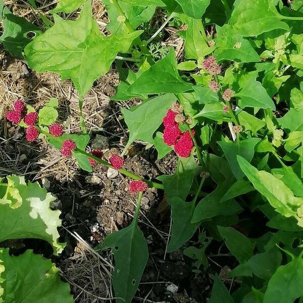 Blitum virgatum Frutto