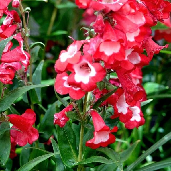 Penstemon hartwegii عادت