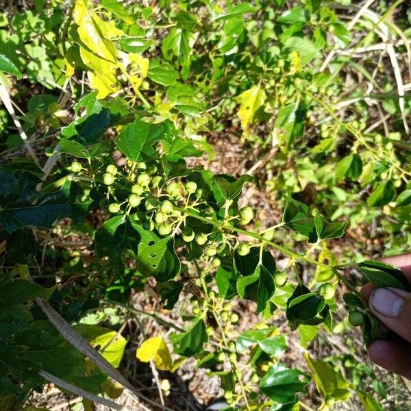 Colubrina asiatica Fruit