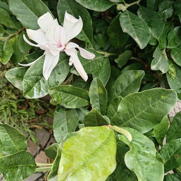 Magnolia stellata Leaf