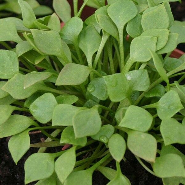 Claytonia perfoliata Ліст