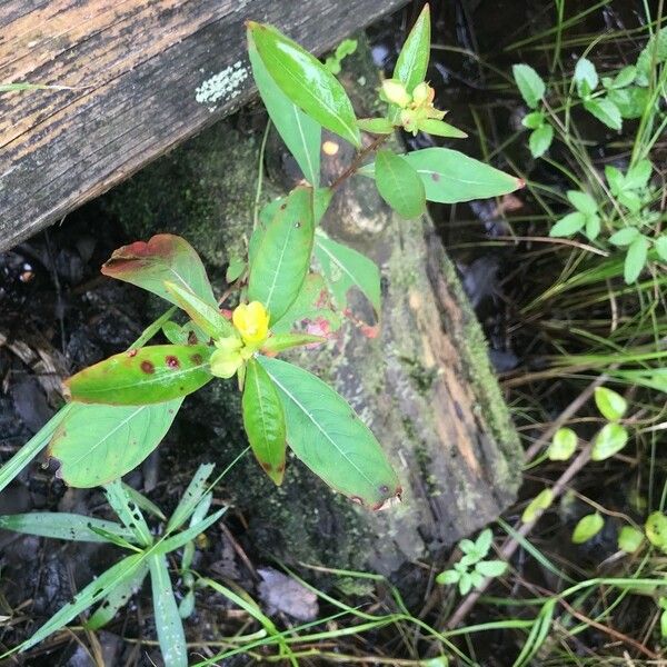 Ludwigia alternifolia Květ