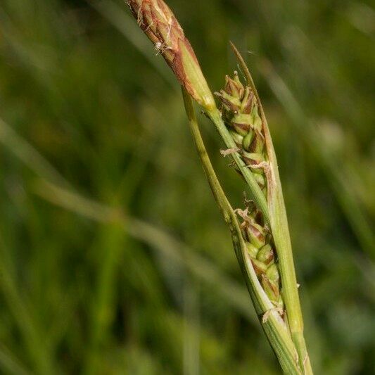 Carex vaginata Gyümölcs