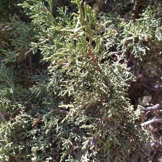 Juniperus seravschanica Leaf