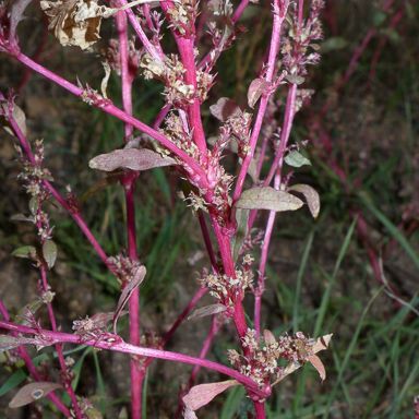 Amaranthus torreyi Flors