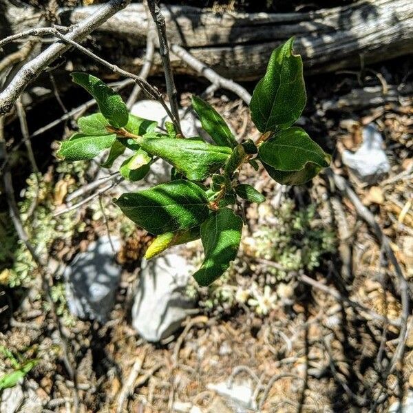 Shepherdia canadensis Blad