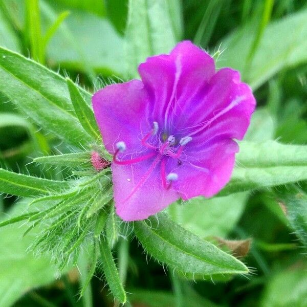 Echium plantagineum പുഷ്പം