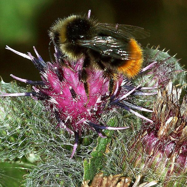 Arctium tomentosum Λουλούδι