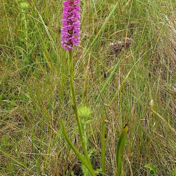 Gymnadenia conopsea 整株植物