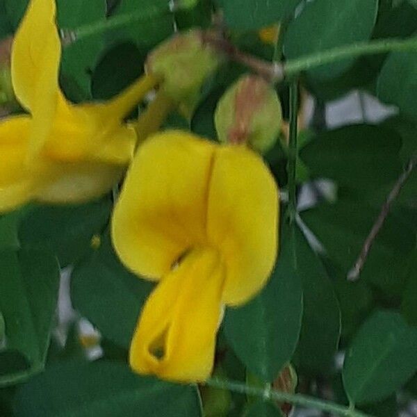 Hippocrepis emerus Flower