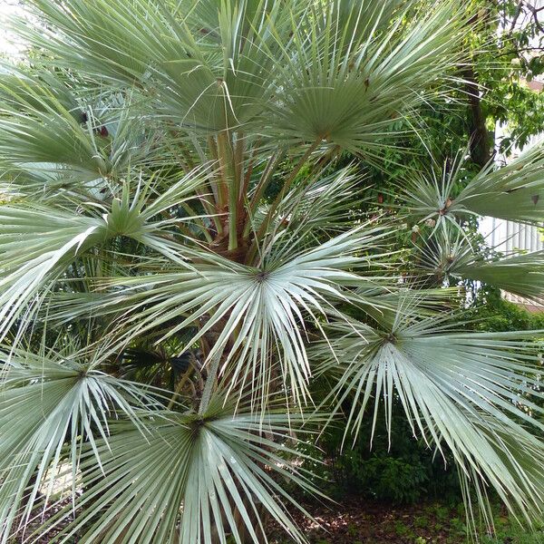 Brahea armata Leaf