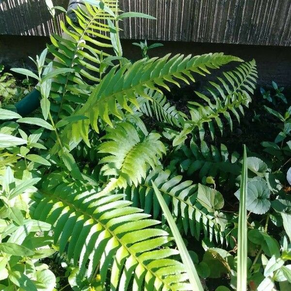 Polystichum imbricans Leaf