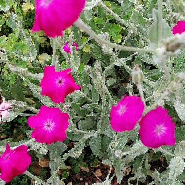 Silene coronaria Flor