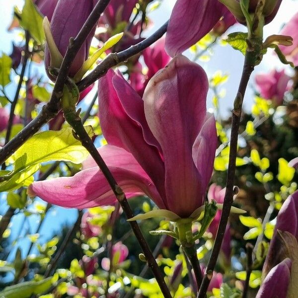 Magnolia liliiflora Fiore