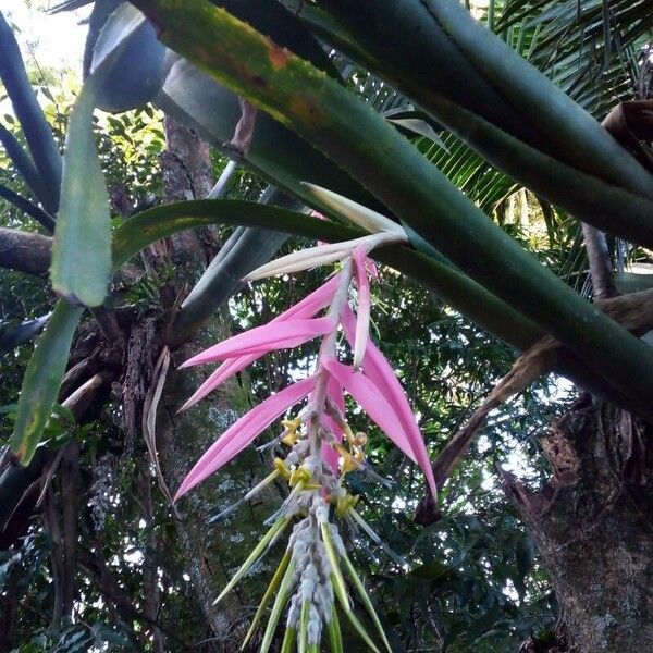 Billbergia zebrina Flor