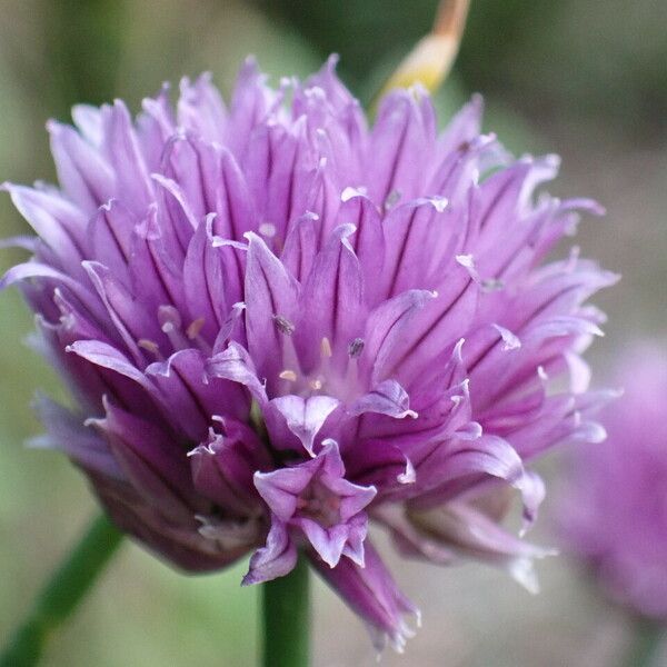 Allium schoenoprasum Blomma