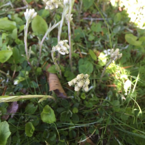 Antennaria howellii Flower