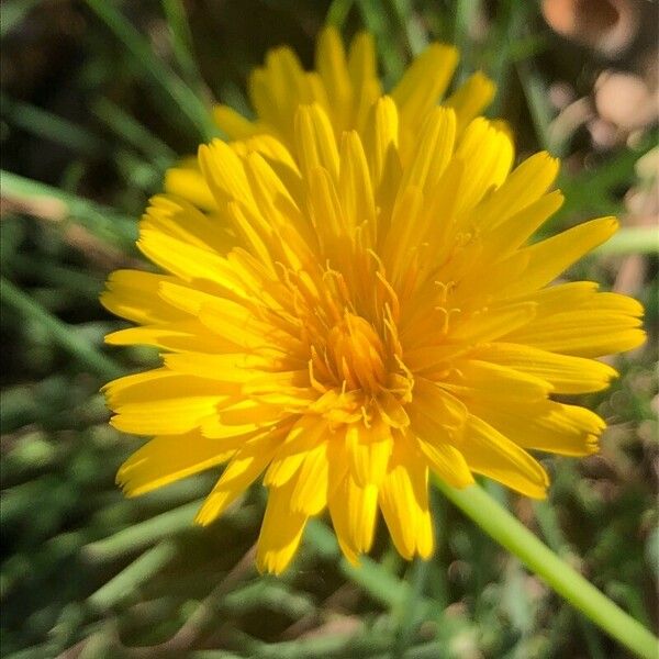 Scorzoneroides autumnalis Flor