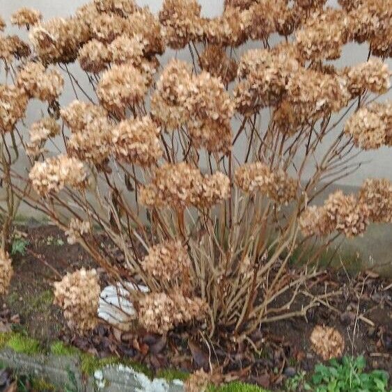 Hydrangea macrophylla Hábito