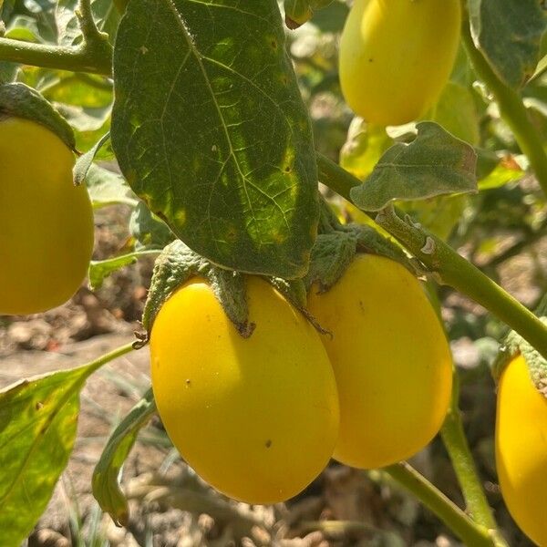 Solanum melongena Vaisius