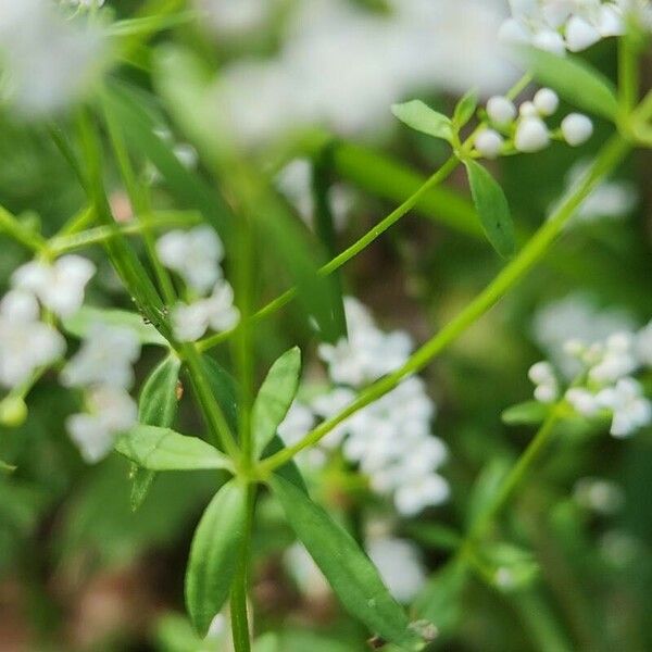 Galium palustre Φύλλο