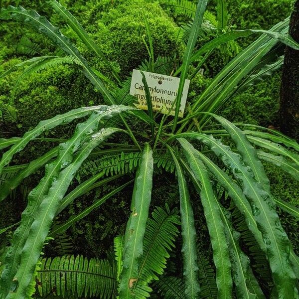 Campyloneurum angustifolium (Narrow strapfern)