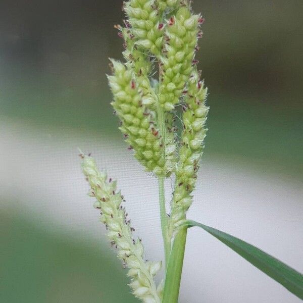 Echinochloa colonum Blodyn