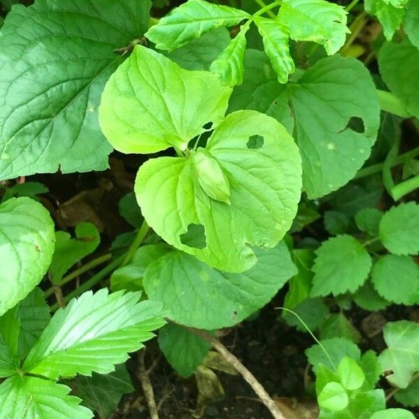 Viola mirabilis Blad