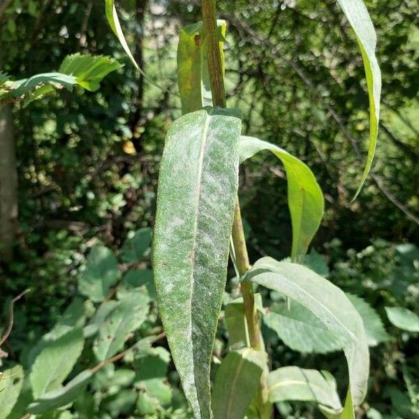 Lactuca biennis Листок