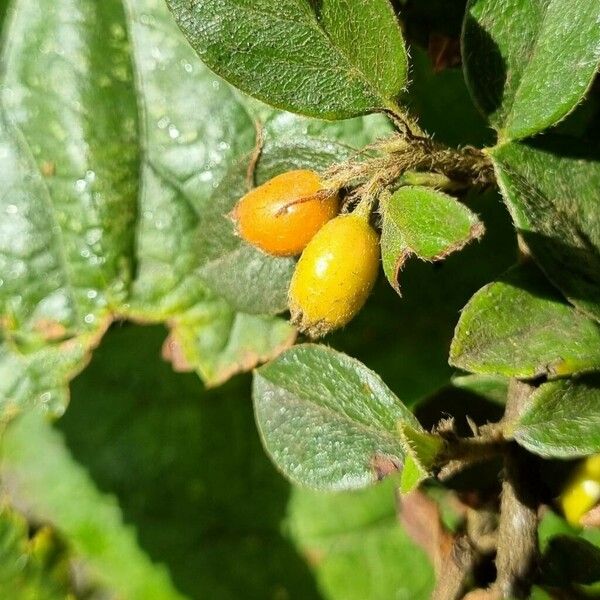 Cotoneaster simonsii Fruchs