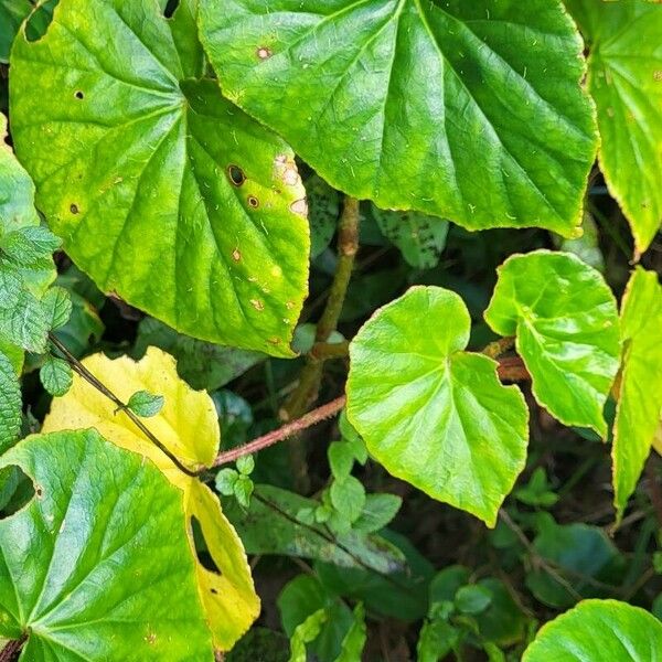 Begonia minor Blatt