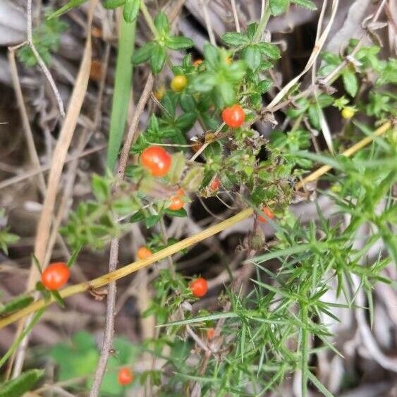 Galium hypocarpium Vili