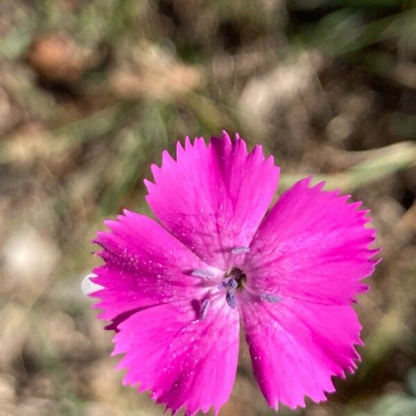 Dianthus scaber 花