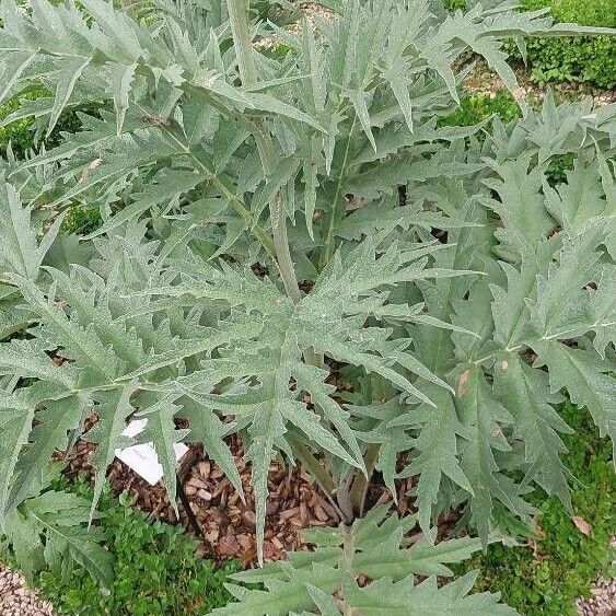 Cynara scolymus ഇല