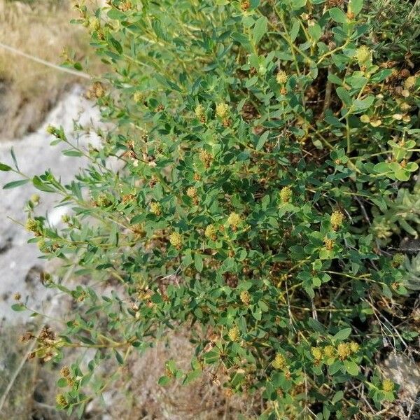 Euphorbia spinosa Hàbitat