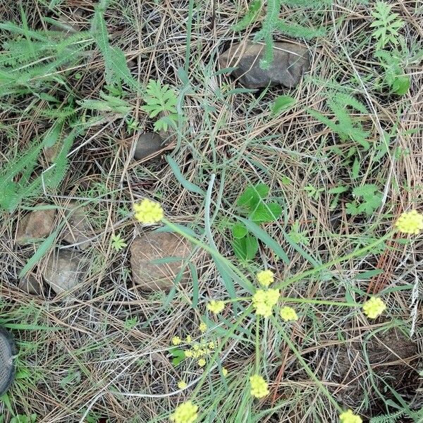 Lomatium triternatum Συνήθη χαρακτηριστικά