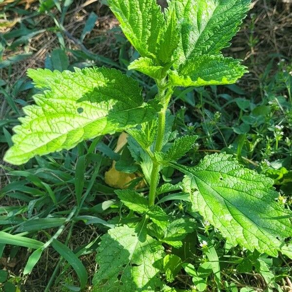 Verbena urticifolia Hostoa