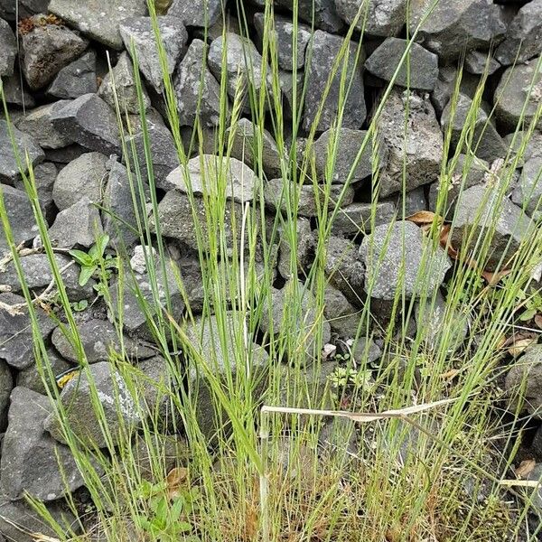 Festuca myuros Habit