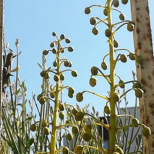 Guilandina bonduc Blüte