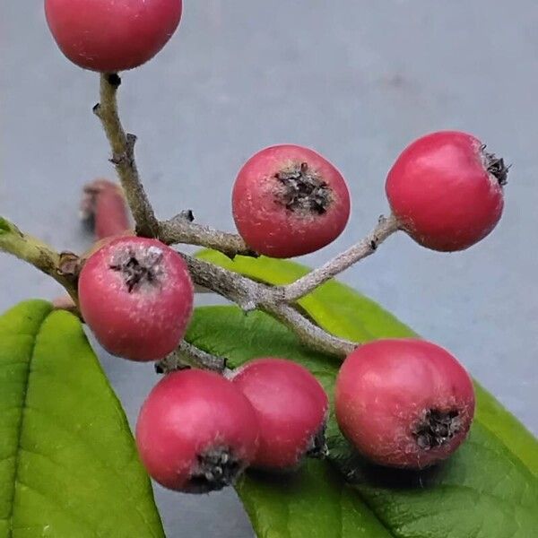 Cotoneaster salicifolius Φρούτο