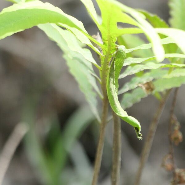 Onoclea sensibilis خشب