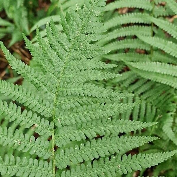 Dryopteris filix-mas Fulla