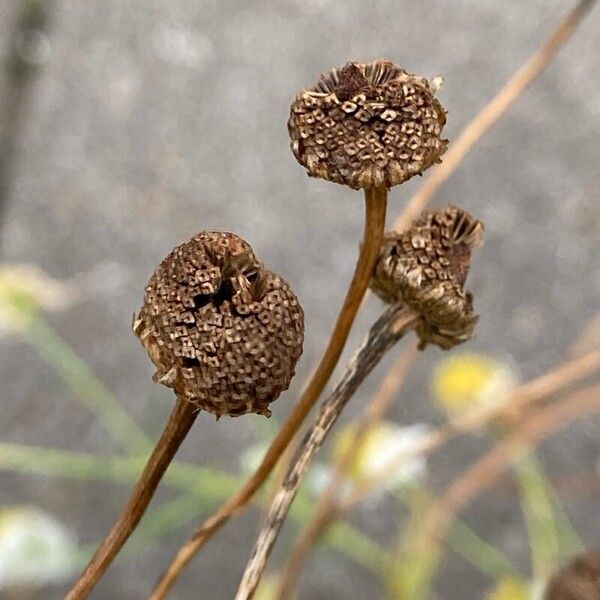 Tripleurospermum inodorum Fruchs