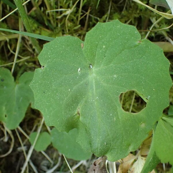 Doronicum pardalianches Blad