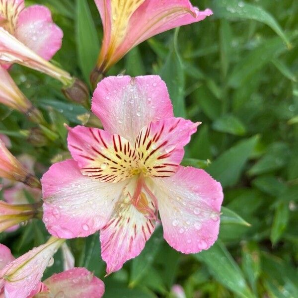 Alstroemeria ligtu Kvet