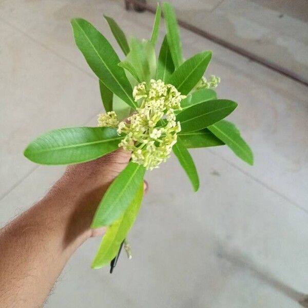 Alstonia scholaris Blomst